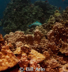Parrot Fish. Big Island, Hawaii. by Bill Arle 